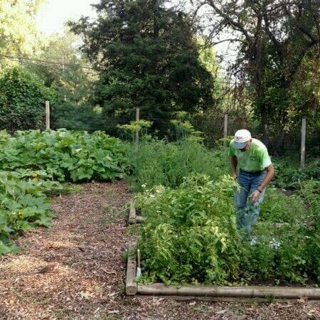 Seasonal Garden Pic